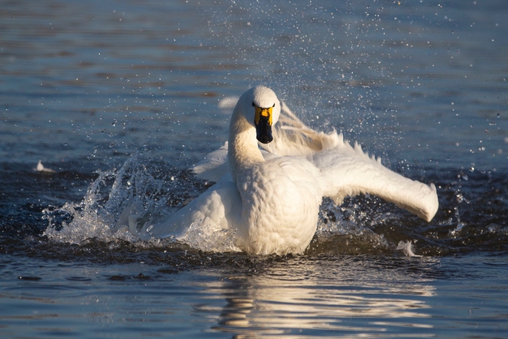 'Derbent' Bewick's swan, credit WWT and Rebecca Taylor.jpg